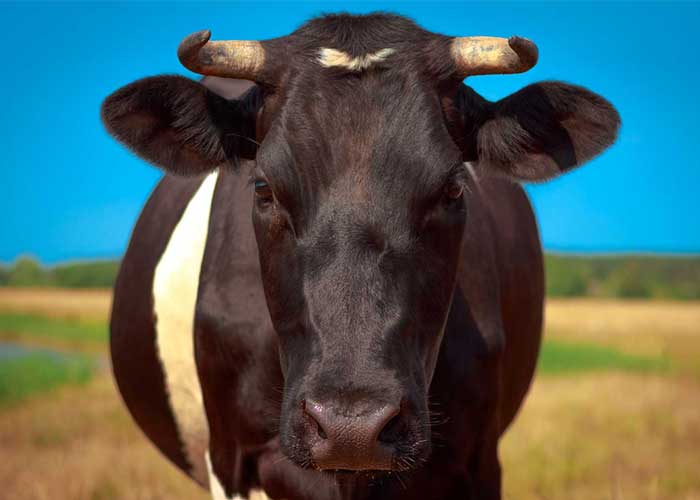 L'École Suisse de Naturopathie pour Animaux (ESNA) ouvre un cursus de naturopathie pour les bovins.