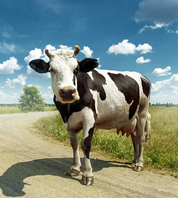L'École Suisse de Naturopathie pour Animaux (ESNA° ouvre un nouveau cursus de formation en naturopathie animale destinée aux bovins.