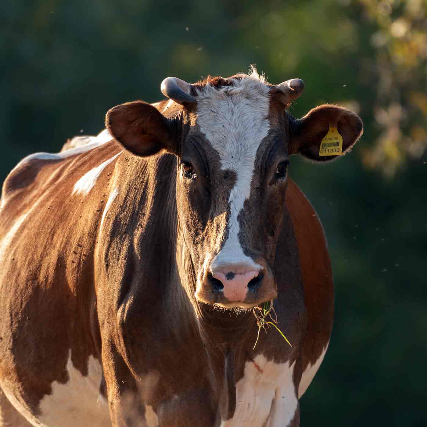 Une vache dans un pré en gros plan. ESNA formation en naturopathie pour animaux.