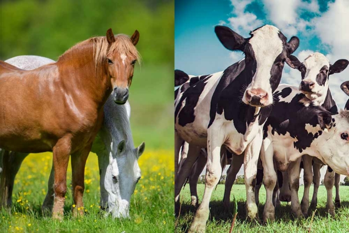 Formation en naturopathie pour cheval et bovins