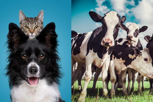 Formations en naturopathie pour chiens, chats et bovin