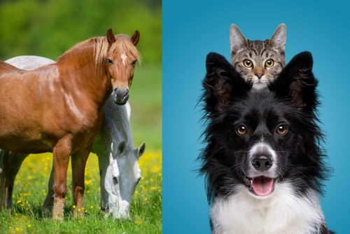 Formations en naturopathie pour chiens, chats et cheval