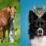 Formations en naturopathie pour chiens, chats et cheval