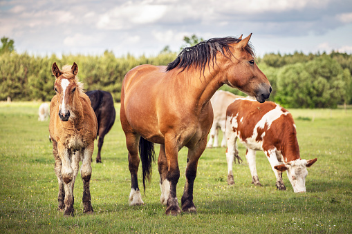 Anatomie, physiologie et pathologies cheval et bovins niveau I partie 1