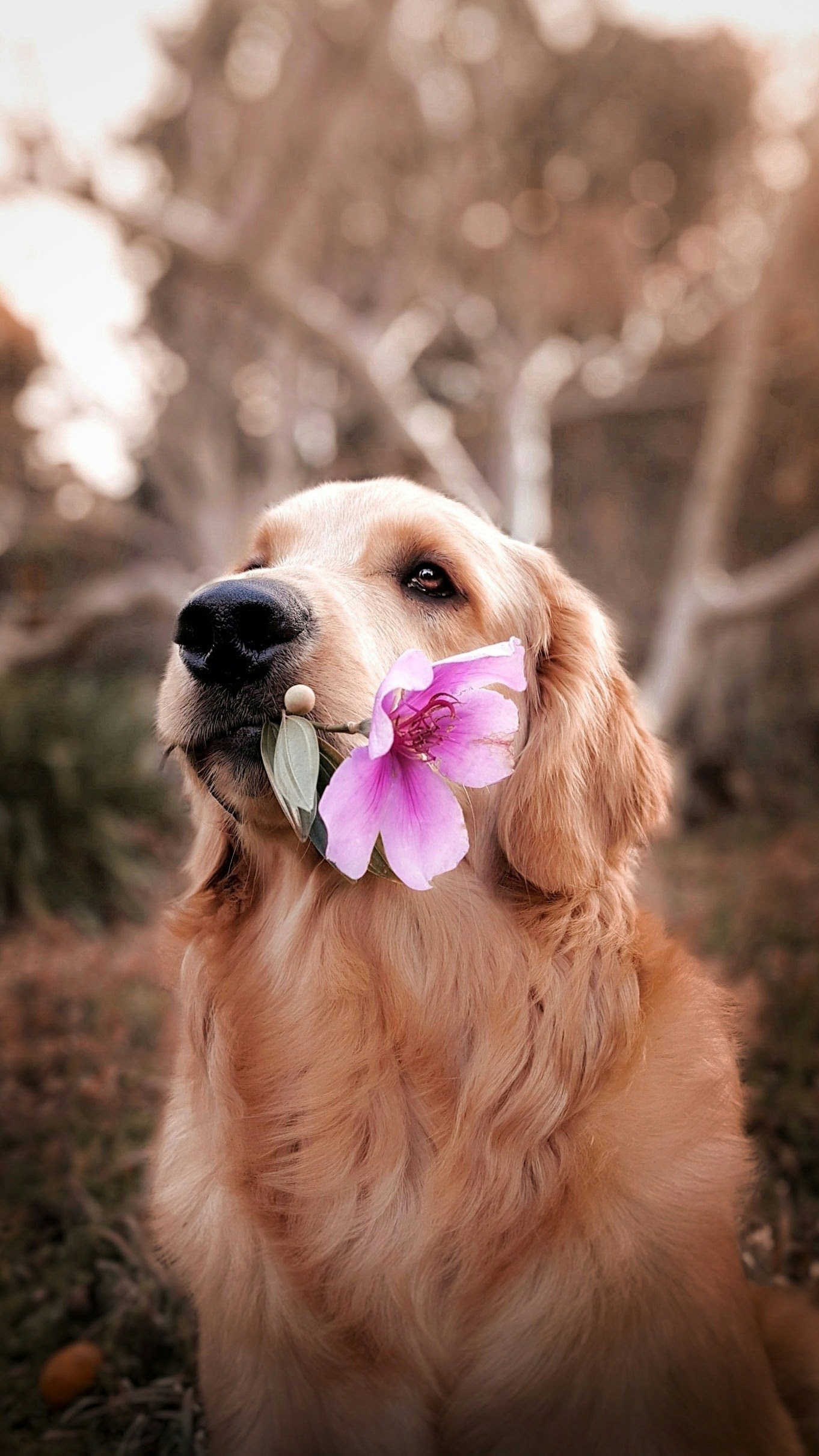 Chien tenant une fleur dans sa gueule - naturopathie animale