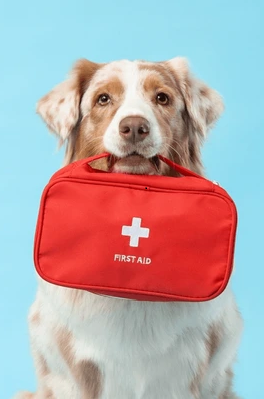 Chien tenant une trousse de premiers secours
