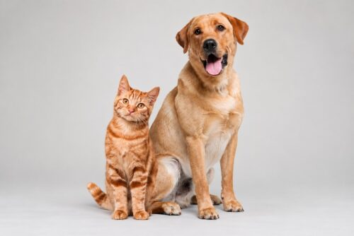 Formation chien&chat